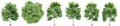 Set or collection of green elm trees isolated on white background Royalty Free Stock Photo
