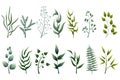 Collection of beauty green herbs, tropical leaves Royalty Free Stock Photo