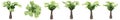 Set or collection of green palm trees isolated on white background Royalty Free Stock Photo