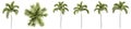 Set or collection of green palm trees isolated on white background Royalty Free Stock Photo