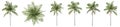 Set or collection of green palm trees isolated on white background Royalty Free Stock Photo