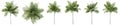 Set or collection of green palm trees isolated on white background Royalty Free Stock Photo