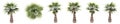 Set or collection of green palm trees isolated on white background Royalty Free Stock Photo