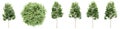 Set or collection of green rowan trees isolated
