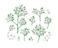 Set collection of gypsophila flowers in watercolor style isolated on white background. Royalty Free Stock Photo