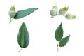 Set collection of the Holm Oak Quercus ilex isolated