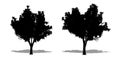Set or collection of Honey Locust trees as a black silhouette on white background. Concept or conceptual vector for nature, planet