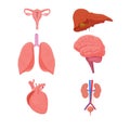 Set, collection human Internal Organs isolated on white background. Woman reproduction system, liver, lungs, brain, heart and Royalty Free Stock Photo