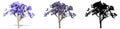 Set or collection of Jacaranda trees, painted, natural and as a black silhouette on white background.