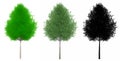 Set or collection of Live oak trees, painted, natural and as a black silhouette on white background.