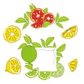 Set of collection orange, lemon, bergamot, lime and grapefruit citrus element fruits. Vector illustration collection Royalty Free Stock Photo