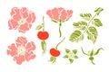 Set, collection with rose hips wild roses flower berry. Botanical background.