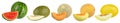 Set collection row of various kind of fruit melons like watermelon cantaloupe gaya charente and galia with melon slice isolated Royalty Free Stock Photo