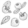 Set collection of sketches of mature old medlar, hawthorn and loquat on a white background isolated. Germanic common medlar.