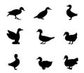 Set collection species of duck vector silhouette illustration isolated on white background.