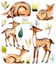 Set, collection of watercolor deers and baby deers