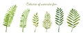 Set of collection watercolor fern