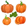 Set of color cartoon different pumpkins with foliage. Autumn Harvest. Treats for Thanksgiving. Objects are separate from the