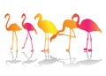 Set of color flamingo