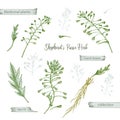 Set color hand drawn of Shepherds Purse root, lives and flowers isolated on white background. Retro vintage graphic
