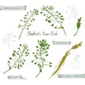 Set color hand drawn silhouette of Shepherds Purse, lives and flowers isolated on white background. Retro vintage