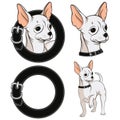 Set of color illustrations with a Chihuahua in a collar. EPS10
