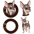 Set of color illustrations with Chihuahua in a collar. EPS10
