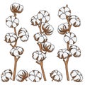 Set of color illustrations with cotton branches. Isolated vector objects.