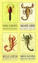 A set of color illustrations of four different species of scorpions. Created with Generative AI Royalty Free Stock Photo