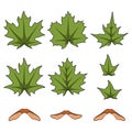 Set of color illustrations with green spring maple leaves and seeds. Isolated vector objects.