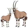 Set Of Color Illustrations With Oryx Antelope. Isolated Vector Objects.