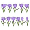 Set of color illustrations with purple crocus flowers, saffron. Isolated vector objects.