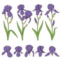 Set of color illustrations with purple iris flowers. Isolated vector objects.