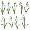 Set of color illustrations with snowdrops. Isolated vector objects.