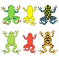 Set of color illustrations with tropical tree frogs. Isolated vector objects.