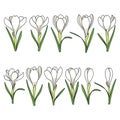 Set of color illustrations with white crocus flowers, saffron. Isolated vector objects .