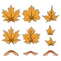 Set of color illustrations with yellow autumn maple leaves and seeds. Isolated vector objects. Royalty Free Stock Photo