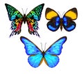 Set of color images of a butterfly. Hand drawn colorful vector i Royalty Free Stock Photo