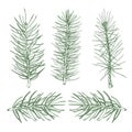 A set of color images of pine tree branches to create background designs, festive wrappers, textiles