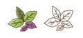 Set of color and monochrome basil leaves vector flat illustration. Purple and green edible herb leaf icon isolated on Royalty Free Stock Photo