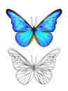 Set of color and outline images of a butterfly. Royalty Free Stock Photo