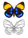 Set of color and outline images of a butterfly. Royalty Free Stock Photo