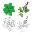 Set of color and outline images of a thai basil and mint.