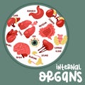 A set of color vector illustrations of human internal organs as a cover. Suitable for printing, Internet and Royalty Free Stock Photo