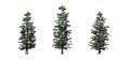 Set of Colorado Blue Spruce trees Royalty Free Stock Photo