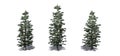 Set of Colorado Blue Spruce trees with shadow on the floor