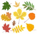 Set of colored autumn leaves. Vector illustration Royalty Free Stock Photo