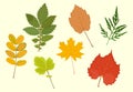 Set of colored autumn leaves. Vector illustration