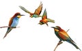 Set of colored birds in different poses isolated