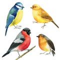 set of colored birds, titmouse, bullfinch, canary, robin watercolor illustration, botanical painting Royalty Free Stock Photo